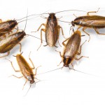 cockroach control newcastle