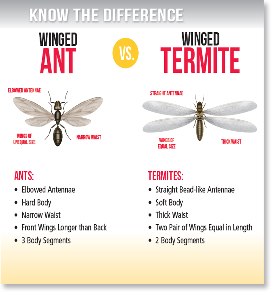 Ant and Termite Pest Control
